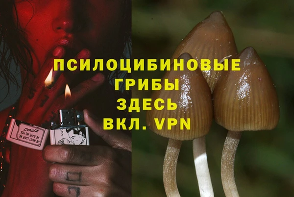 прущие грибы Балабаново