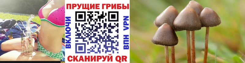 Псилоцибиновые грибы Psilocybine cubensis Багратионовск