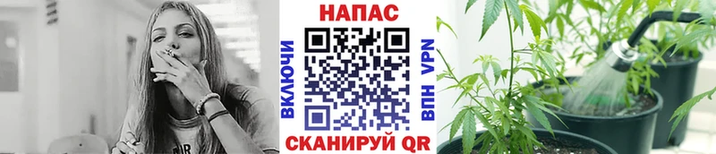 Купить закладки  Багратионовск  МАРИХУАНА сатива 